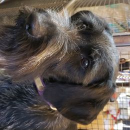 German Wirehaired Pointer Puppies from Backwoods Kennels