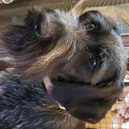 German Wirehaired Pointer Puppies from Backwoods Kennels