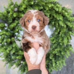Kook - male Australian Mountain Doodle puppy in Spanish Fork, Utah from K Brand Doodles