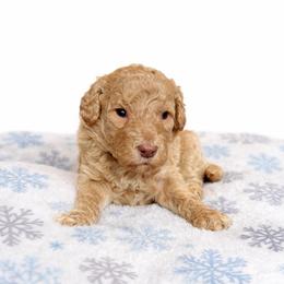 Florida - Red female Aussiedoodle puppy in High Point, North Carolina from Kingsfield Doodles