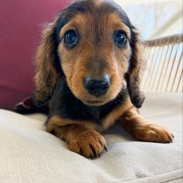 Zola 3200 - Red female Dachshund puppy in Sylvania, Alabama from Yancey’s Doxies