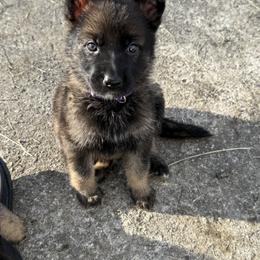 German Shepherd Puppies from Legacy K9’s