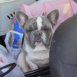Ranger  - French Bulldog