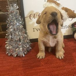 Labrador Retriever Puppies from Spring Water Labs of the Carolinas