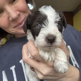 Girl 3 - Parti female Miniature Schnauzer puppy in Dunlap, Tennessee from Beards of Glory