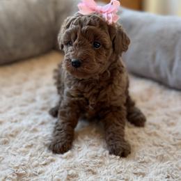 Chow Chow, Goldendoodle, and Poodle Puppies from Regal Canine Creations