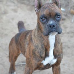 Emma - Boxer