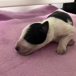 Willow - Black and white female Border Collie puppy in Holden, Missouri from Spotted Feather Farm