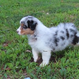 AKC Quality Blue Merle Female Genetic OFAs - Blue merle female Australian Shepherd puppy in Allegan, Michigan from Parsons Australian Shepherds