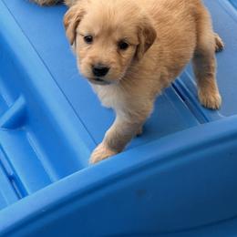 Golden Retriever Puppies from Contango Goldens