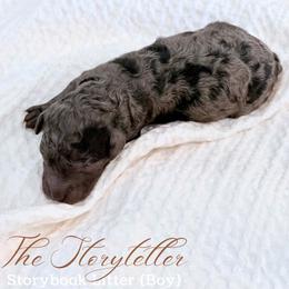 The Storyteller - Merle male Goldendoodle puppy in Livermore, Colorado from Heritage Hills Family Doodles