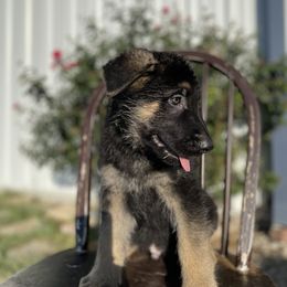 Yellow - German Shepherd puppy from American Viking GSD