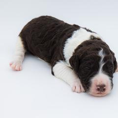 Bernedoodle, Saint Berdoodle, and Sheepadoodle Puppies from Yankee Doodle Puppies