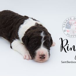 Bernedoodle, Saint Berdoodle, and Sheepadoodle Puppies from Yankee Doodle Puppies