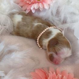 Dolly - Blenheim female Cavalier King Charles Spaniel puppy in Texarkana, Texas from Hidden Creek Cavaliers