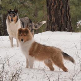 Collie All Grown Up from Glenelg Collies