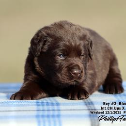 Brim Boy 2 - Chocolate male Labrador Retriever puppy in Point, Texas from Lakylu Kennels