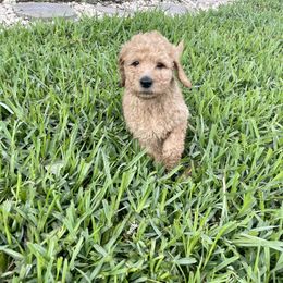 Goldendoodle Puppies from The Miller's Goldendoodles