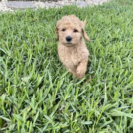 Goldendoodle Puppies from The Miller's Goldendoodles