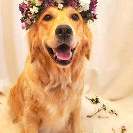 Luna - Golden Retriever