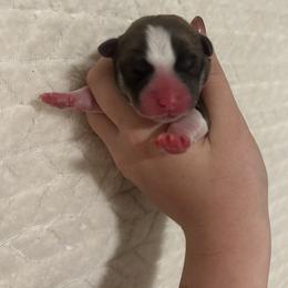 Mushu - Fawn male Pembroke Welsh Corgi puppy in Vacaville, California from Hope_4thebay_Corgis