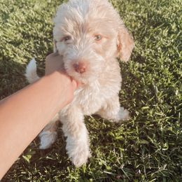 Aussiedoodle and Bernedoodle Puppies from High Desert Doodles