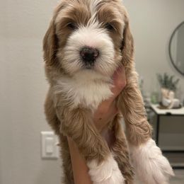 Australian Labradoodle and Goldendoodle Puppies from The Moon Doodles