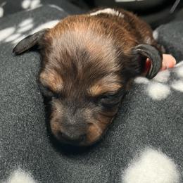 Higgins (red collar) - Piebald male Dachshund puppy in Saint Albans, Maine from Australian Cattle Cuties and littles