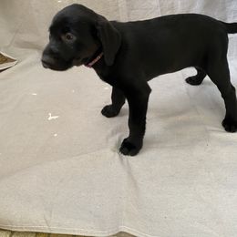Girl 1 - Labrador Retriever puppy in Lakeville, Minnesota from Midnight Labradors