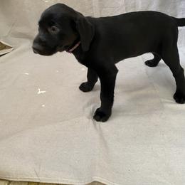 Girl 1 - Labrador Retriever puppy in Lakeville, Minnesota from Midnight Labradors