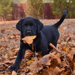 Dilute Retriever Puppies from Wicked Pines Retrievers