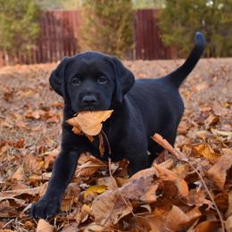 Dilute Retriever Puppies from Wicked Pines Retrievers