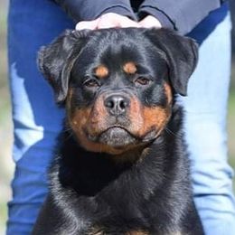 Sky - Rottweiler