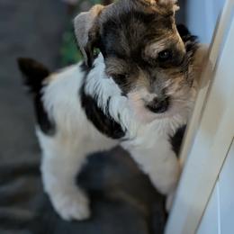 Sadie - Parti female Miniature Schnauzer puppy in Ferndale, Washington from Blackhorse Schnauzers Washington state