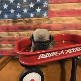 Bowser - Fawn male Pug puppy in Auburn, Kentucky from Prentice Family Pugs