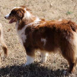 Molly - Australian Shepherd