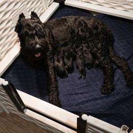 Gwendolyn von Copper Cottage - Black female Giant Schnauzer puppy in Helena, Alabama from The Copper Cottage Canines LLC