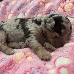 Pepper - Blue merle female Aussiedoodle puppy in Nottingham, Pennsylvania from Nottingham Aussiedoodles