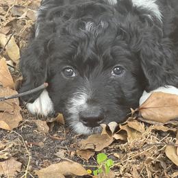 American Eskimo Dog and Bernedoodle Puppies from Shadow Kennels