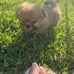 Shih Tzu Puppies from Staci Fidler
