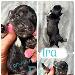 Ira - Black and cream male Dachshund puppy in Horatio, Arkansas from Rockin F6 Miniature Dachsunds