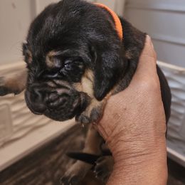 Orange female - Black and tan female Bloodhound puppy in Freeport, Ohio from Sullivan's Bloodhounds