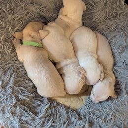 Arabella yellow collar - Cream female Dachshund puppy in Richmond, Virginia from Irresistible Dachshunds & Cavaliers