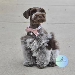Blue Love Rod - Miniature Schnauzer