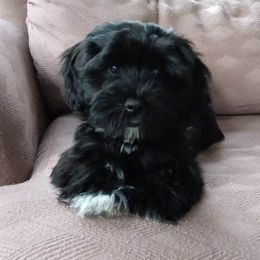Havanese Puppies from Court Jester Havanese
