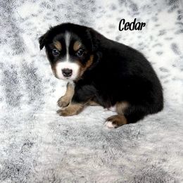 Boy 4 - Black Miniature Australian Shepherd puppy in Cusick, Washington from Dry Ridge Miniature Australian Shepherds