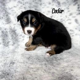 Boy 4 - Black Miniature Australian Shepherd puppy in Cusick, Washington from Dry Ridge Miniature Australian Shepherds