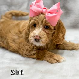 Ziti - Apricot female Goldendoodle puppy in Williamson, New York from Lakeside Doodles
