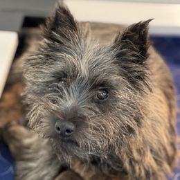 Arya - Cairn Terrier