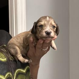 Shaded Cream Male AKC - Cream male Dachshund puppy in Lehigh Acres, Florida from Ruby Rose Dachshund Dynasty